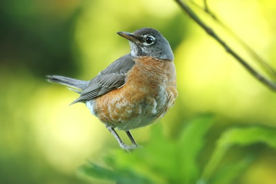 灰色和棕色美洲知更鸟栖息在绿叶选择聚焦摄影
